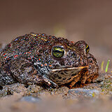 Amphibians